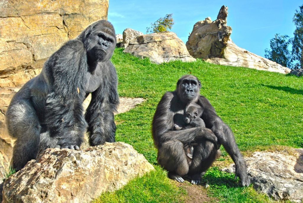 Bioparc Valencia