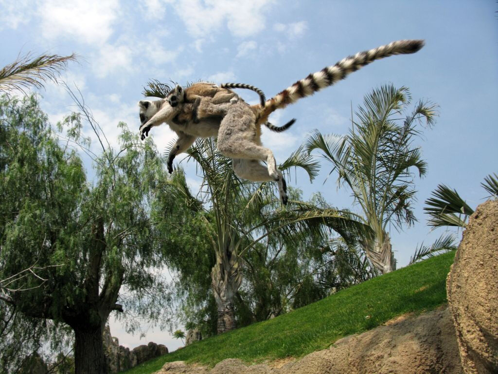 Bioparc Valencia