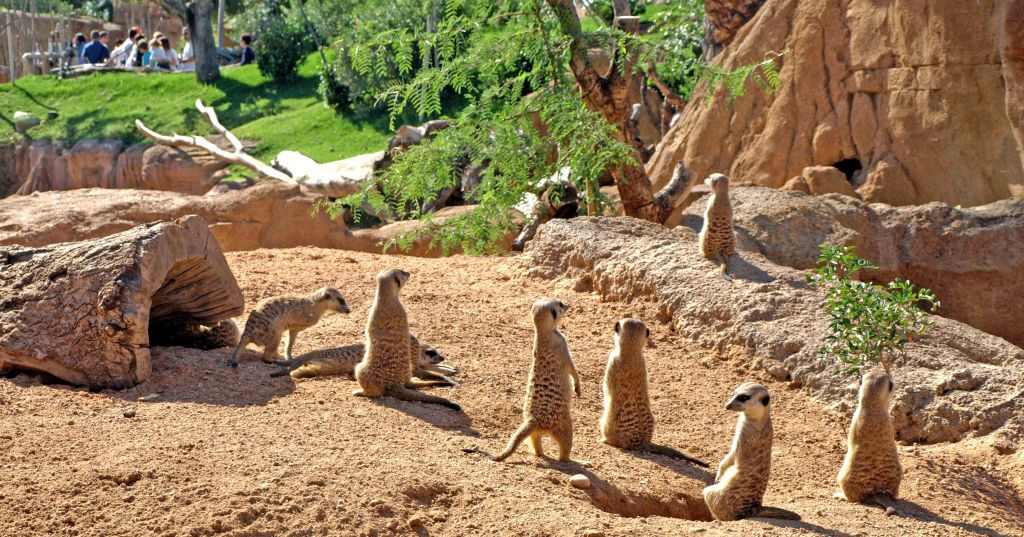 Bioparc Valencia