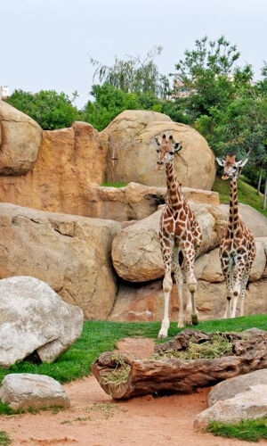Bioparc Valencia