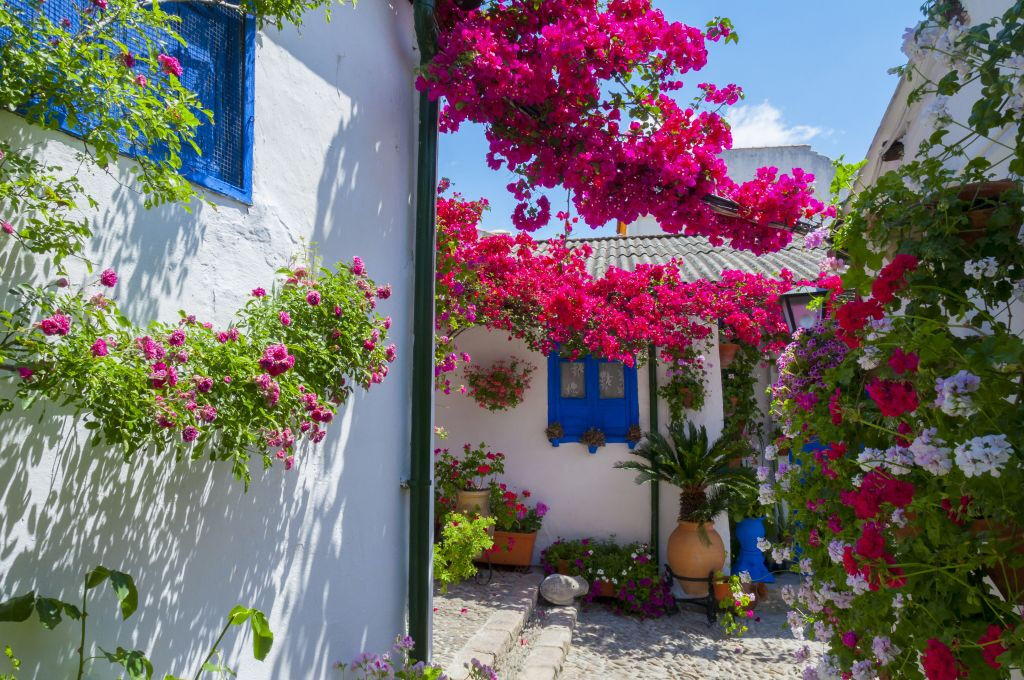 Patios de Córdoba: Visita guiada