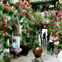 Patios de Córdoba: Guided Tour