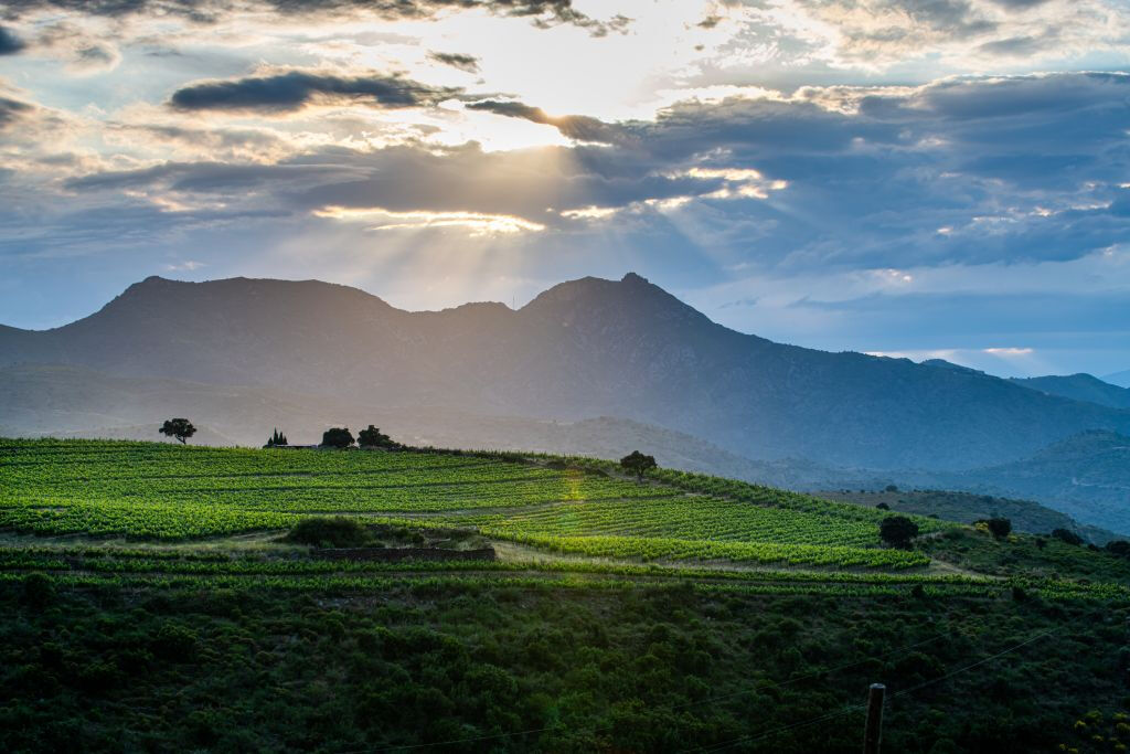 Martín Faixó | Sa Perafita : visite guidée du vignoble