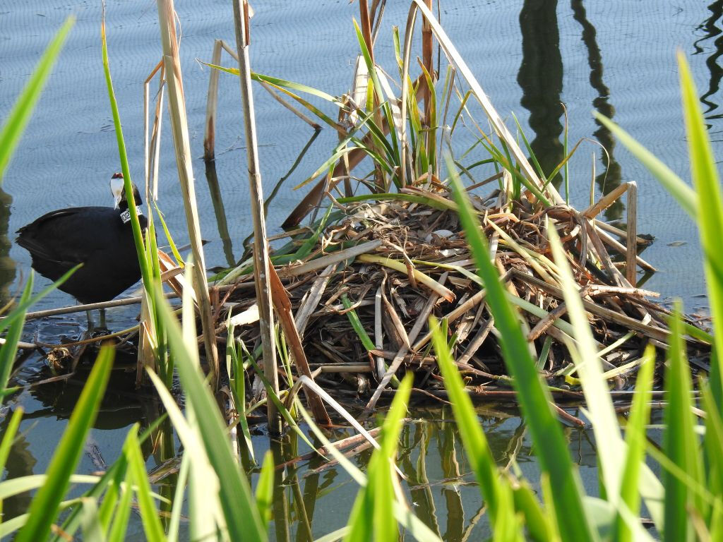 Cañada de los Pájaros Bird Reserve