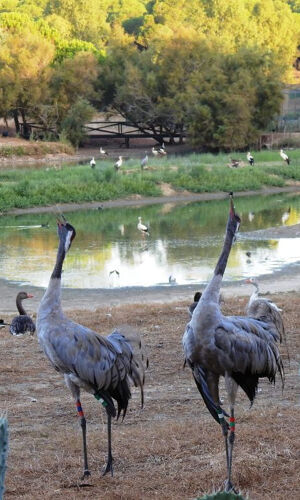 Cañada de los Pájaros