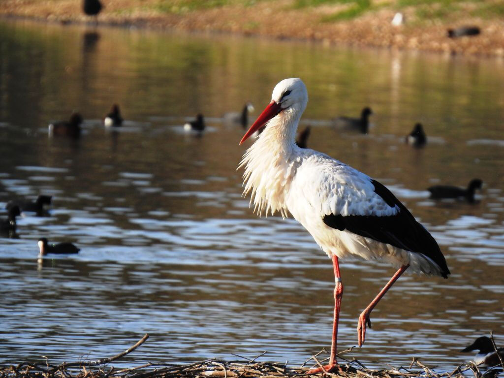 Cañada de los Pájaros Bird Reserve