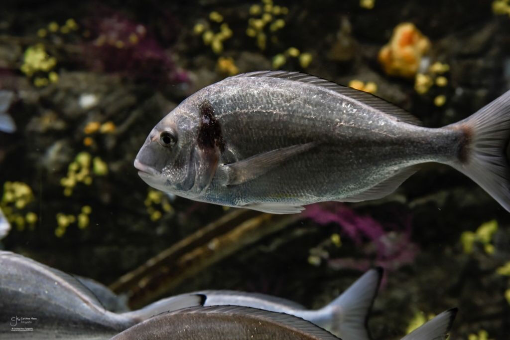 Acuario do Grove: Entrada