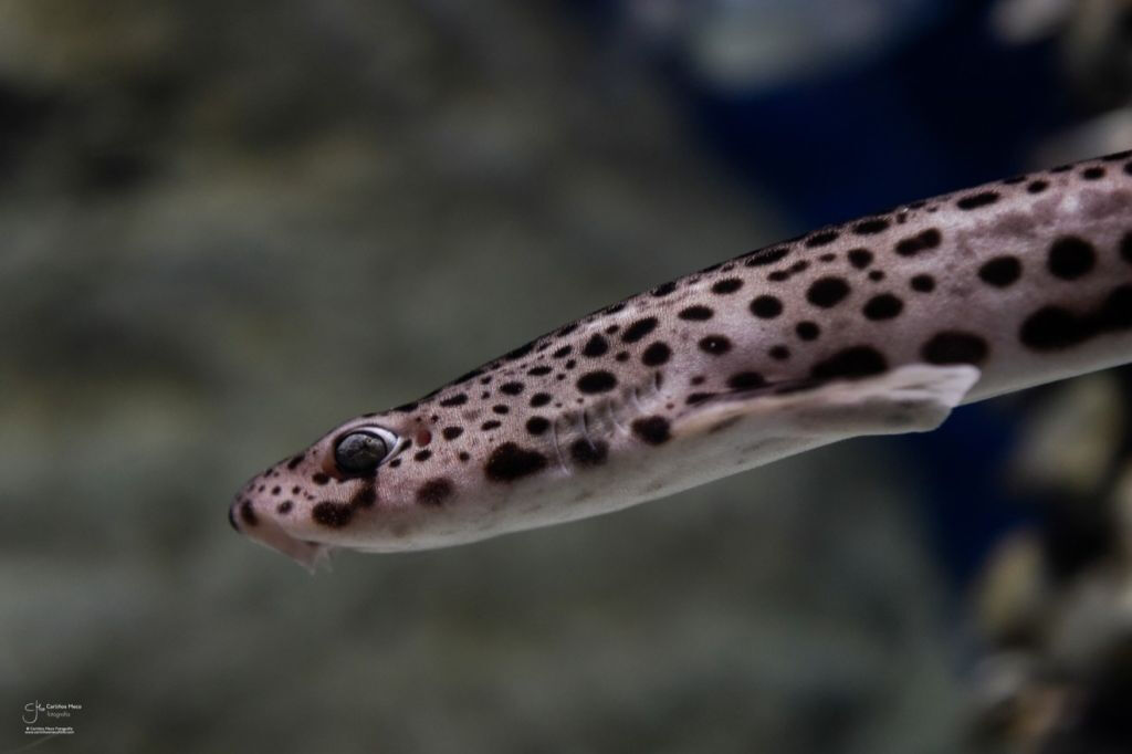 Acquario di Grove: Biglietto d'ingresso