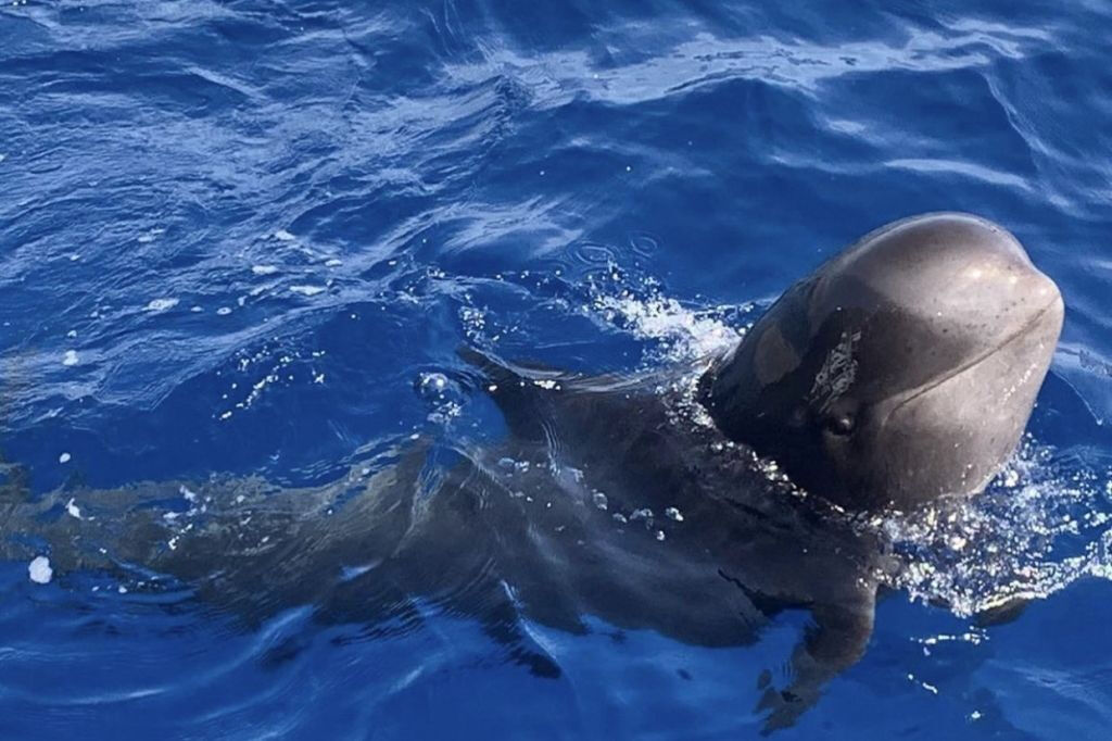 Masca + Los Gigantes: Billete para la excursión de avistamiento de ballenas y delfines