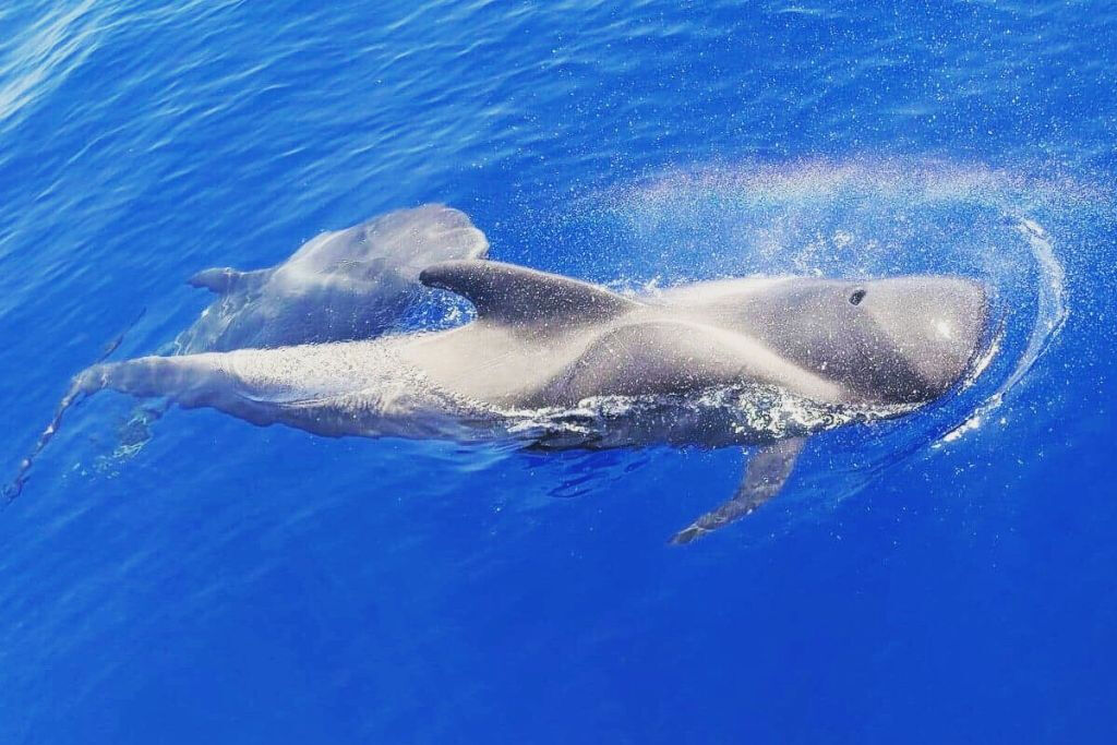 Masca + Los Gigantes: Billete para la excursión de avistamiento de ballenas y delfines