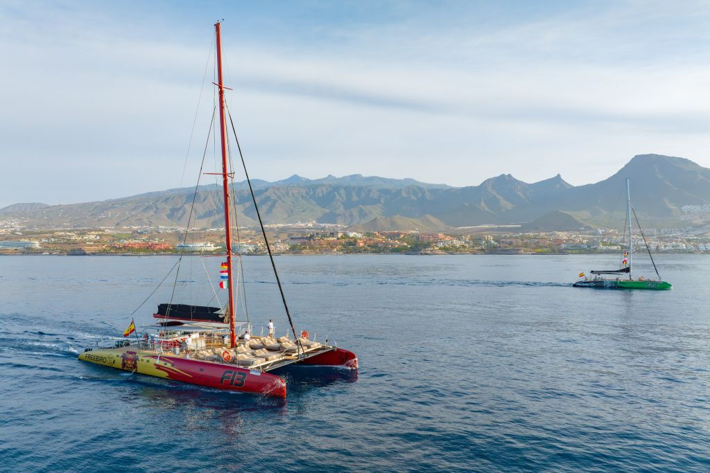 Tenerife: Excursión de 3 horas para avistar delfines y ballenas