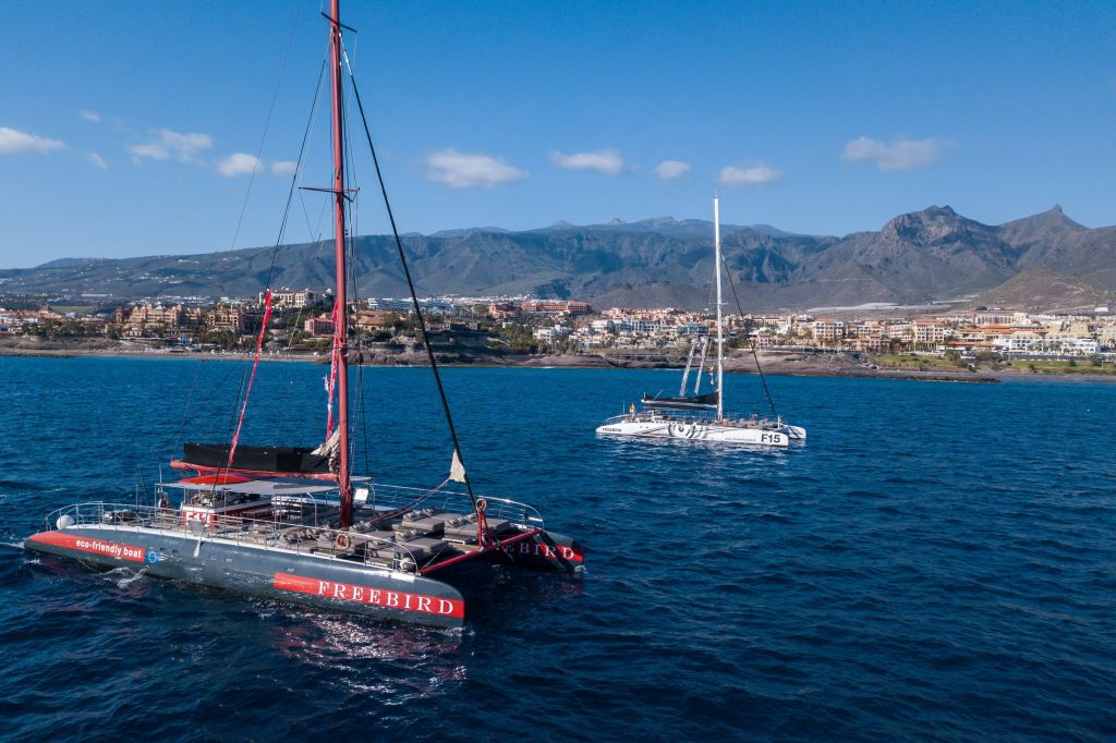 Tenerife: Excursión de 3 horas para avistar delfines y ballenas