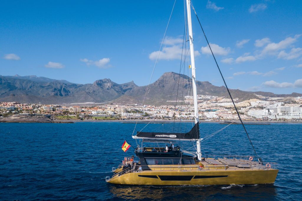 Tenerife: Excursión de 3 horas para avistar delfines y ballenas