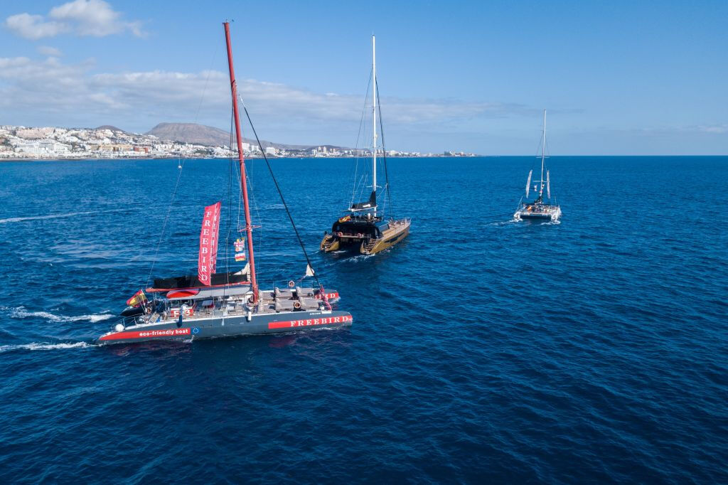 Tenerife: Excursión de 3 horas para avistar delfines y ballenas