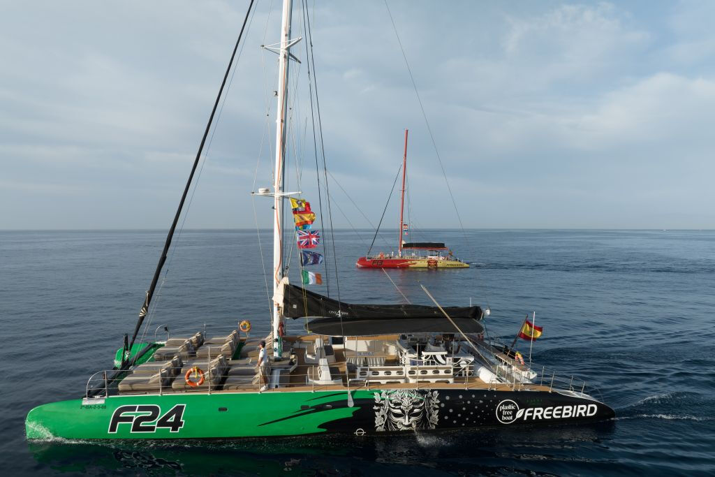 Tenerife: Excursión de 3 horas para avistar delfines y ballenas