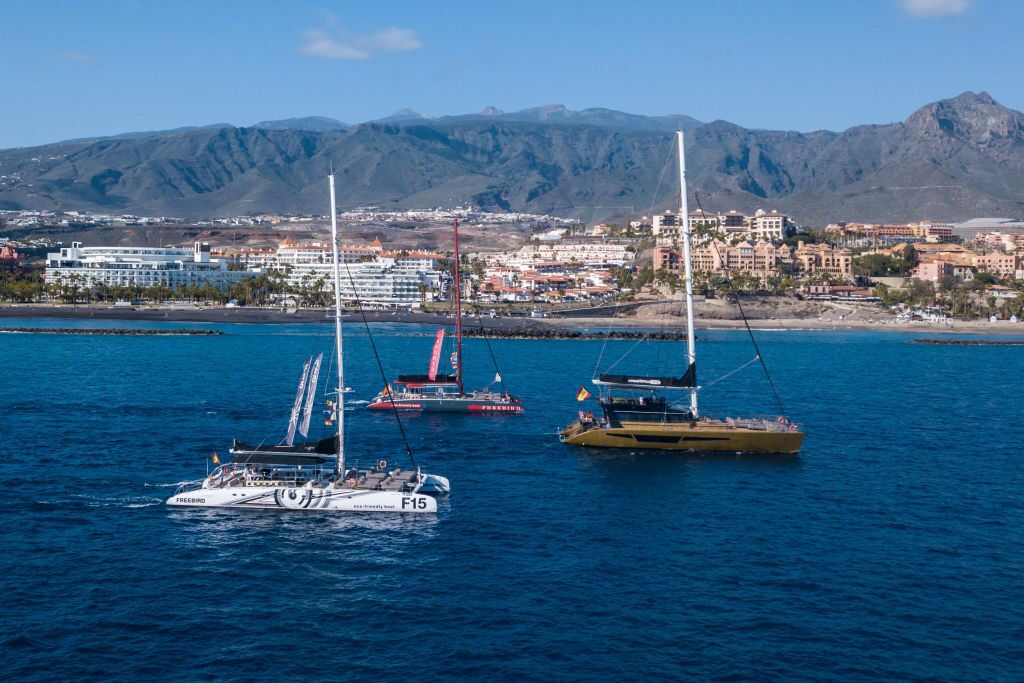 Tenerife: Excursión de 3 horas para avistar delfines y ballenas