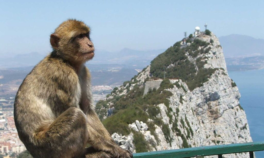 Rock of Gibraltar: Day Trip from Málaga