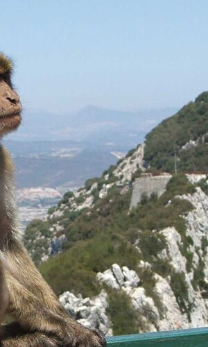 Peñón de Gibraltar: Excursión de un día desde Málaga