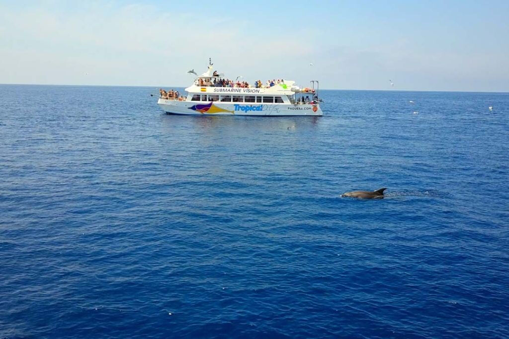 Santa Ponsa: Observação de golfinhos em um barco com fundo de vidro