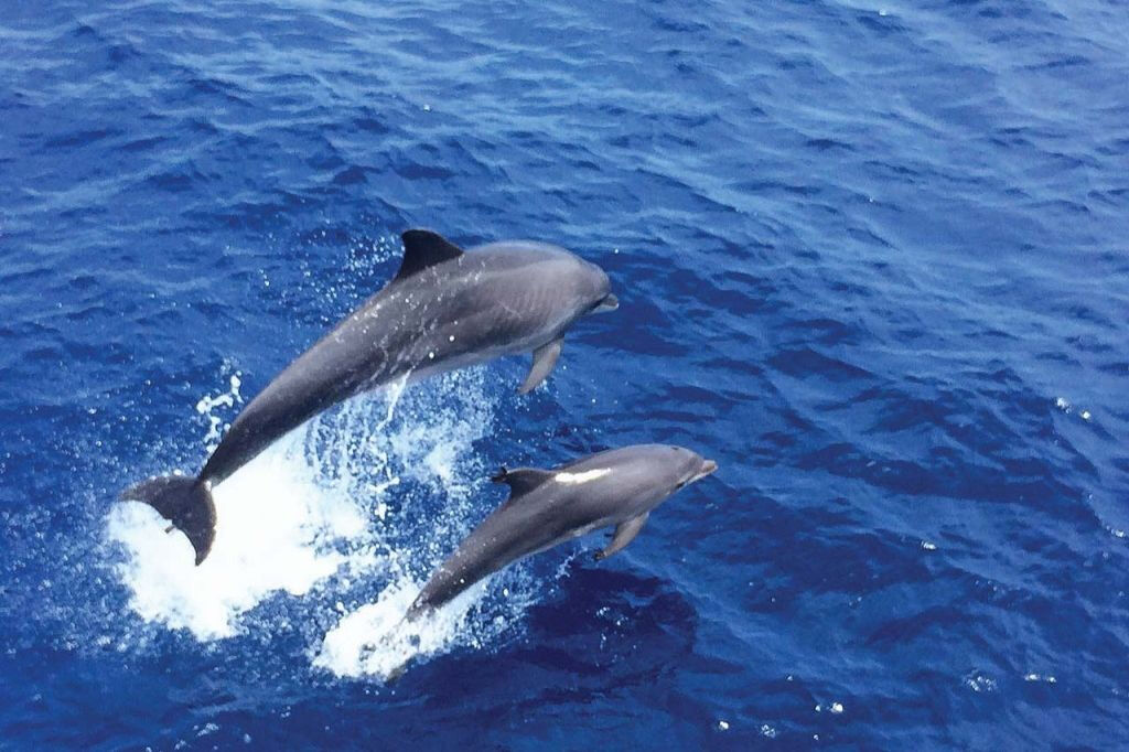 Santa Ponsa: Observación de delfines en barco con fondo de cristal