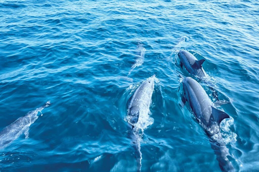 Santa Ponsa: Observación de delfines en barco con fondo de cristal