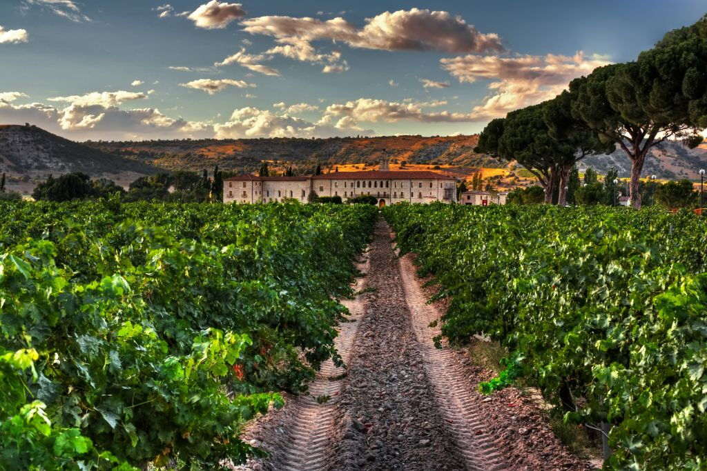 Ribera del Duero Wine Tour and Tasting from Madrid