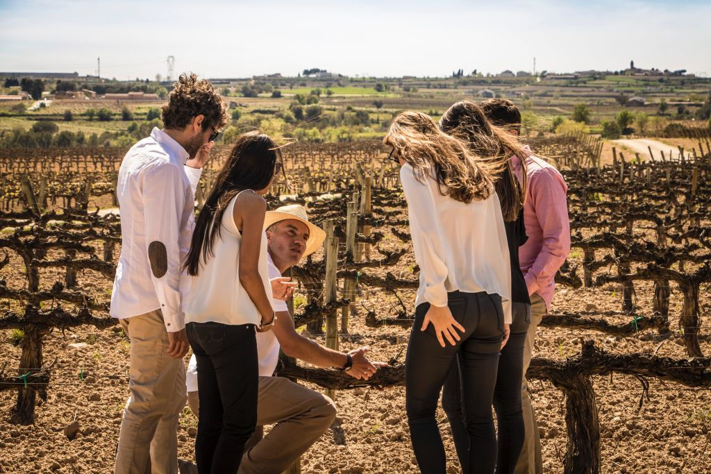 Ribera del Duero Wine Tour and Tasting from Madrid