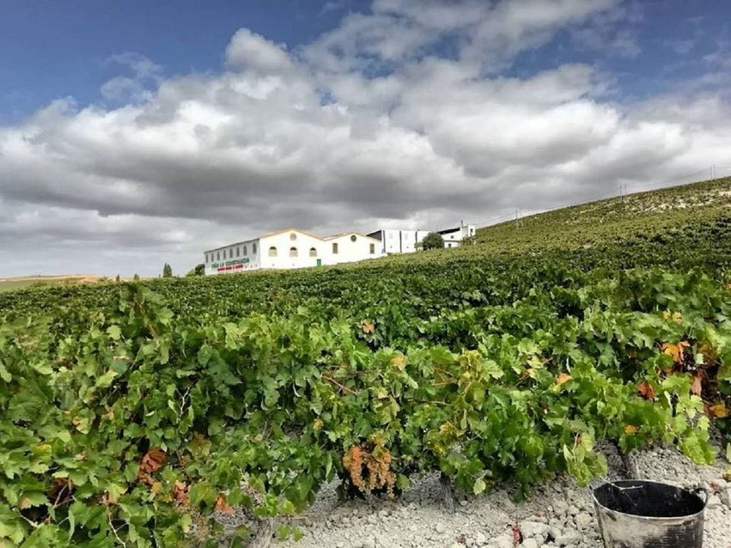 Cave à vin Viña La Constancia : visite guidée exclusive & dégustation de vin