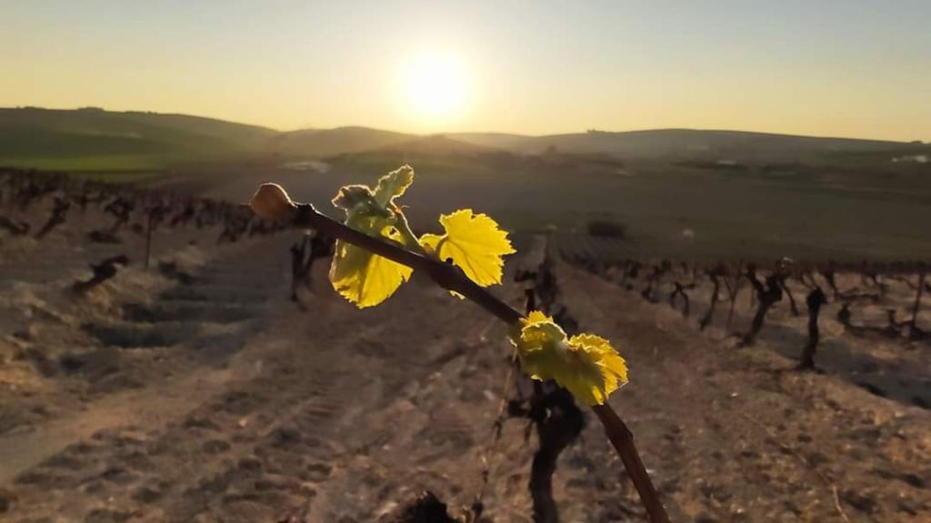 Cave à vin Viña La Constancia : visite guidée exclusive & dégustation de vin