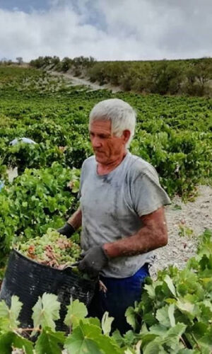 Bodega Viña La Constancia: Visita guiada exclusiva y cata de vinos