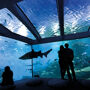 Palma Aquarium: Entry Ticket + Transfer from Cala Ratjada Area