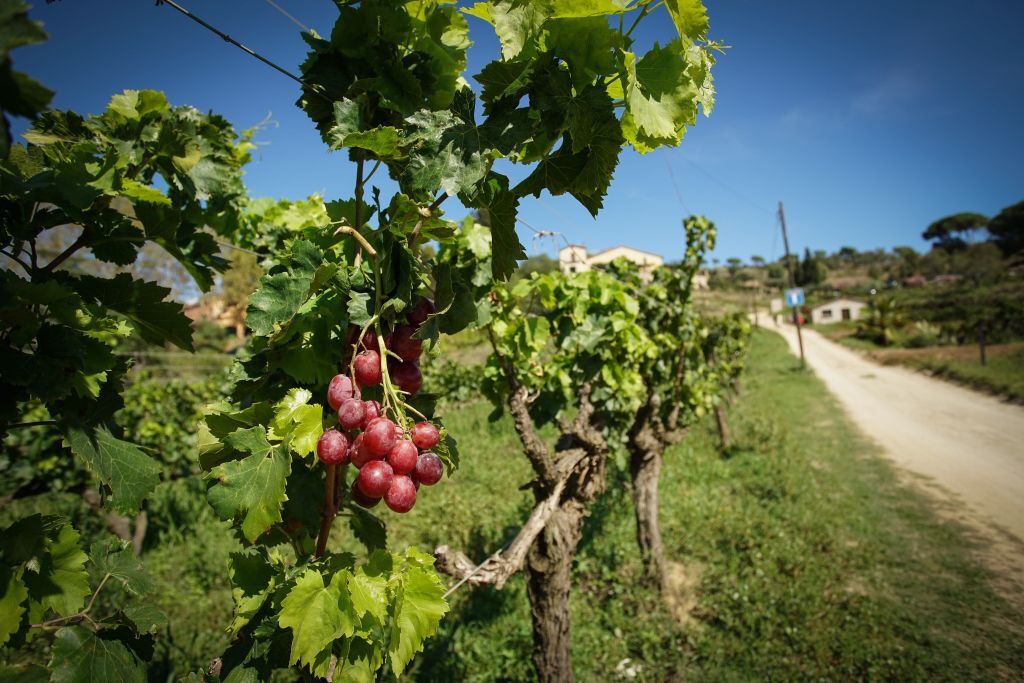 E-Bike, tour dei vigneti, degustazione di vini ed esperienza in barca a vela da Barcellona