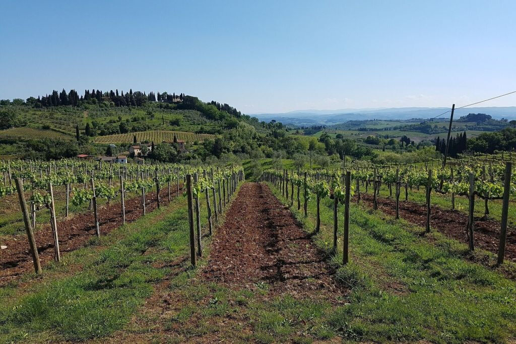 Penedès Wine Cellar Visit + Tasting: Day Trip from Barcelona