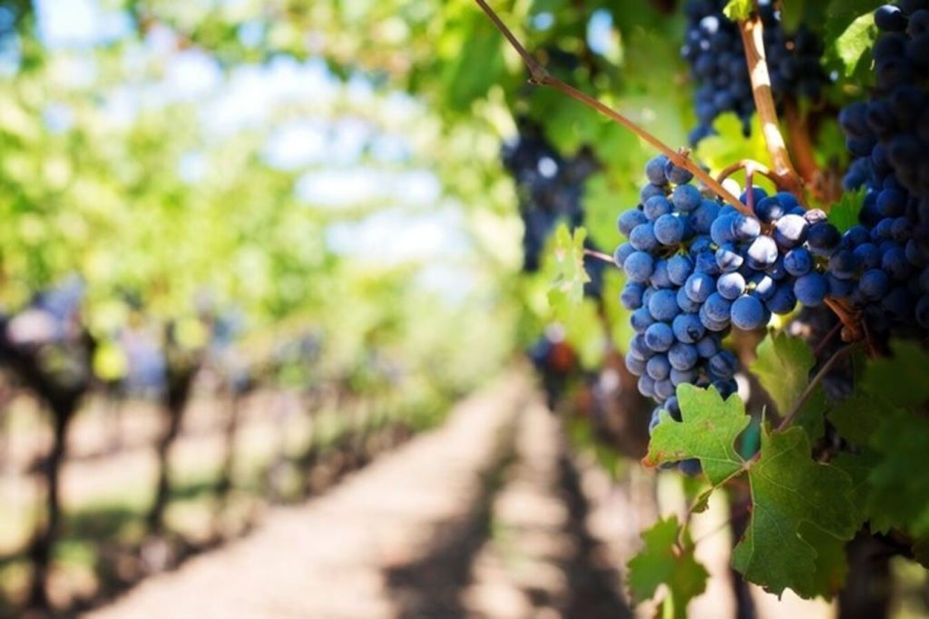 Penedès Wine Cellar Visit + Tasting: Day Trip from Barcelona
