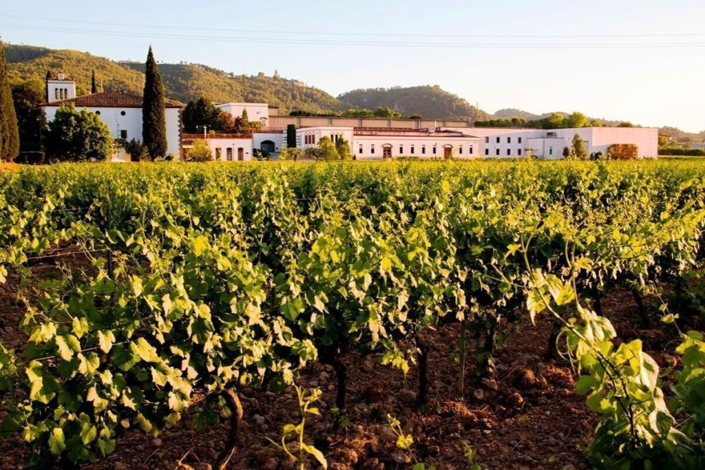 Visite des caves à vin du Penedès + dégustation : Excursion d'une journée au départ de Barcelone