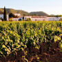 Barcelona: Passeio de um dia à Adega de Penedès + degustação