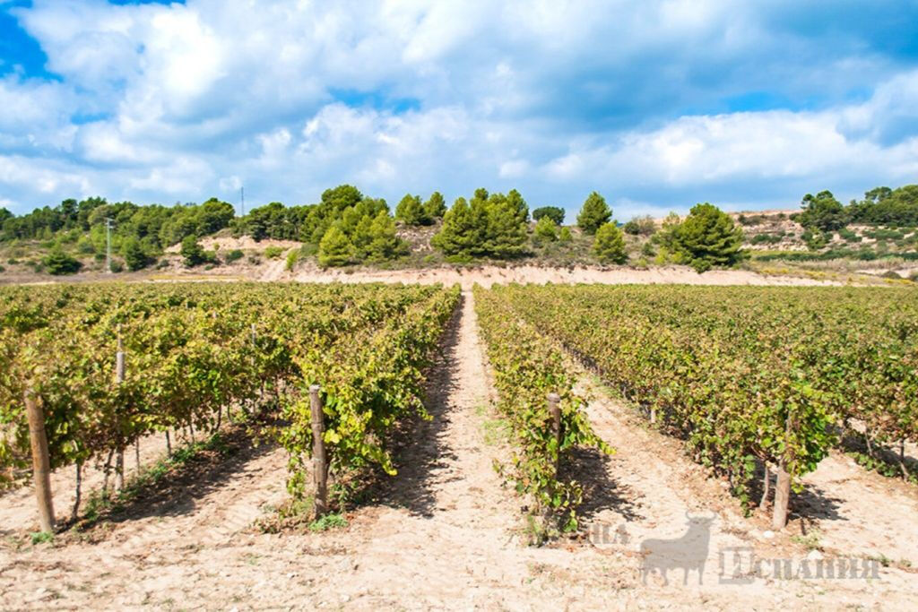 Penedès Wine Cellar Visit + Tasting: Day Trip from Barcelona
