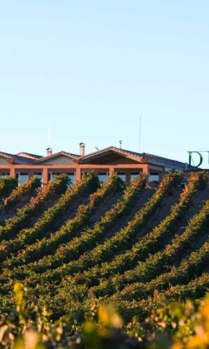 Visit with Wine, Appetizer and Tasting Menu Option in Ribera del Duero