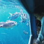 Cap Norfeu: 2-Hr Glass Bottom Boat Trip from Roses or Santa Margarita