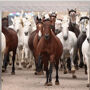 Sevilla Equestrian: The Story of A Champion