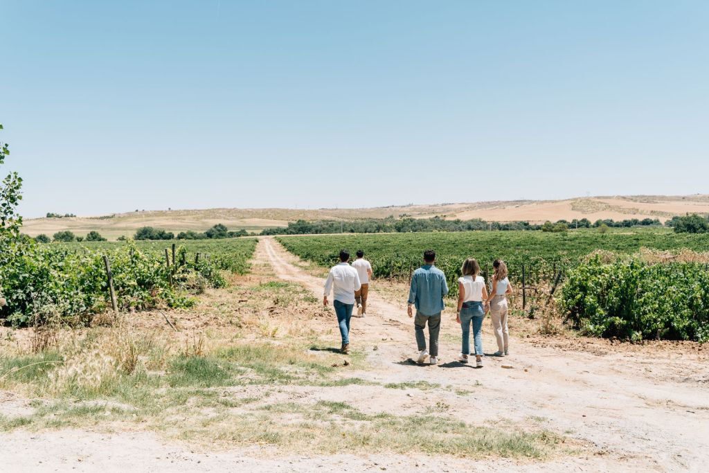 Toledo: tour della città e delle cantine da Madrid + degustazione di vini