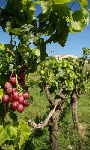 Sailing Experience, Vineyard Tour & Wine Tasting from Barcelona