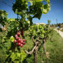 Barcelona: Excursión de medio día con navegación a vela, visita a viñedos y cata de vinos