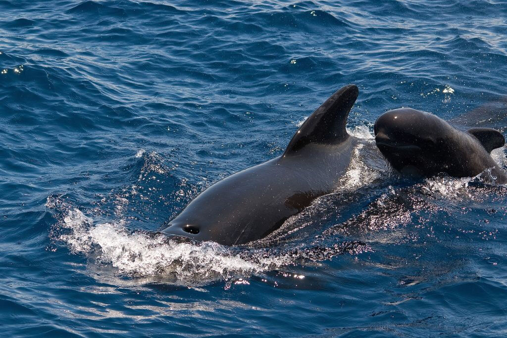 Avvistamento Balene e Delfini da una Barca a vela