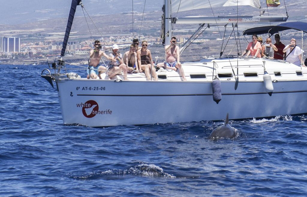 Avvistamento Balene e Delfini da una Barca a vela