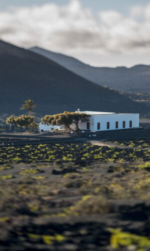 Bodega El Grifo y Museo del Vino