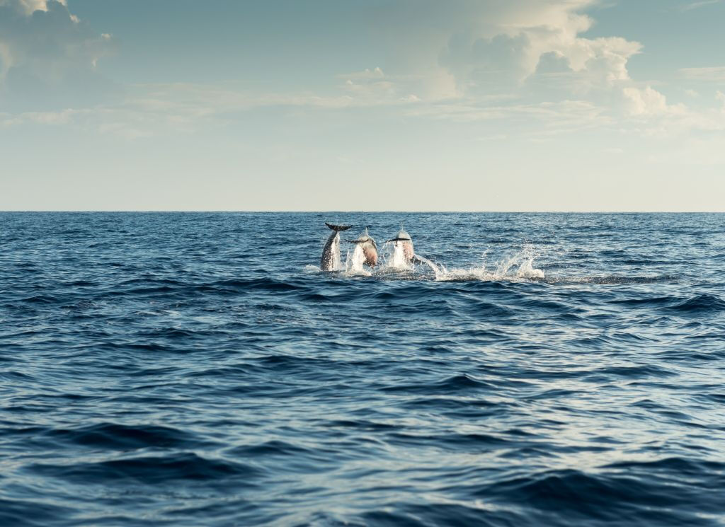Maiorca: Tour di 2 ore all'alba al mare e delfini