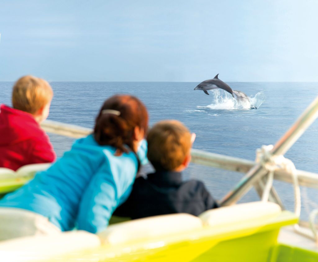 Maiorca: Tour di 2 ore all'alba al mare e delfini