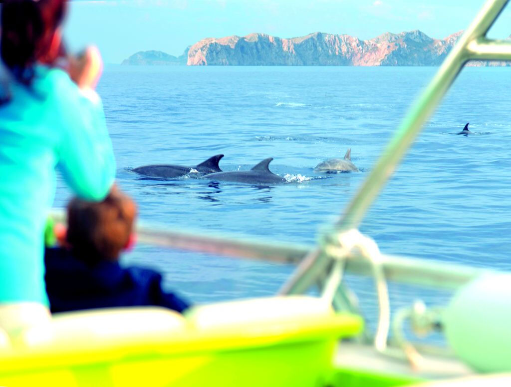 Maiorca: Tour di 2 ore all'alba al mare e delfini
