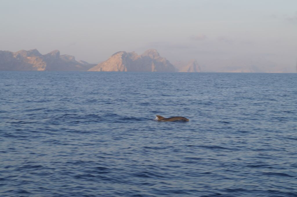 Maiorca: Tour di 2 ore all'alba al mare e delfini